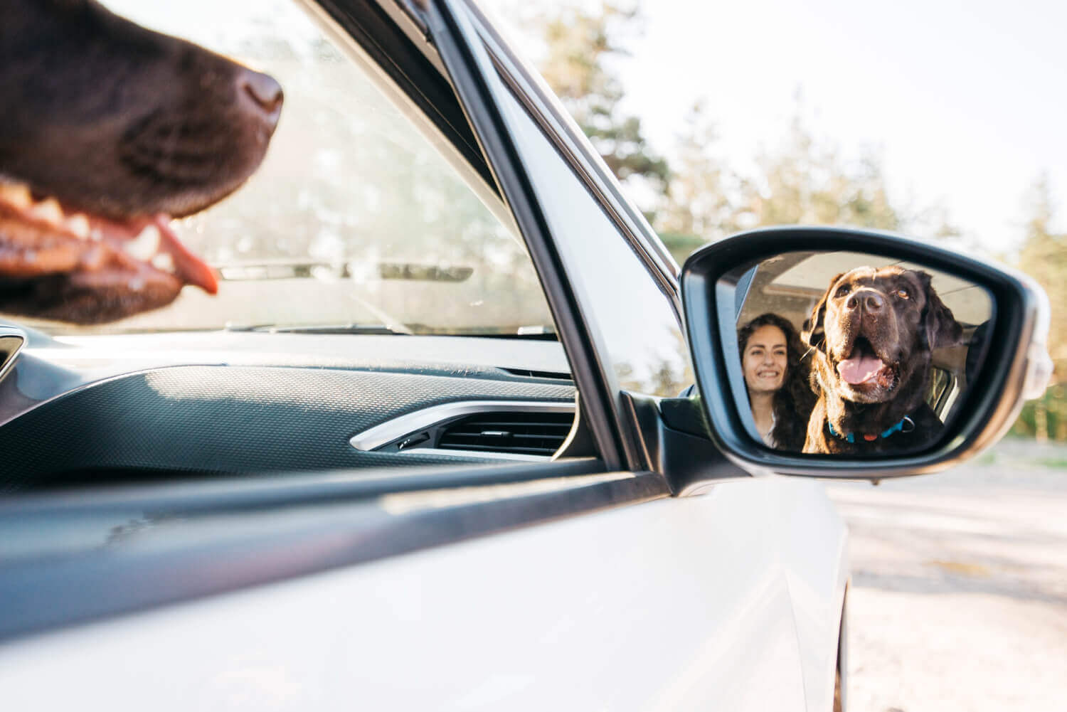 hvordan transportere en hund i bilforskriftene